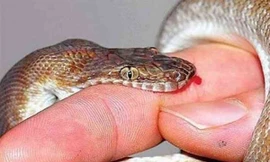 Rắn cạp nia nhỏ hơn đầu đũa chui vào cắn người lúc nửa đêm