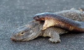 Bị rắn hổ mang ngoạm chặt cổ, thằn lằn monitor phản ứng bất ngờ