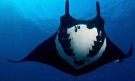 Lạ lùng loài cá đuối 'trinh nữ' tự sinh con không cần giao phối