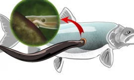 Vũ khí giúp cá mút đá được ví như 'ma cà rồng'