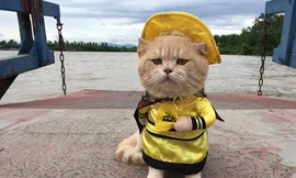 Chú mèo tên Chó nổi tiếng ở Hải Phòng lên báo nước ngoài
