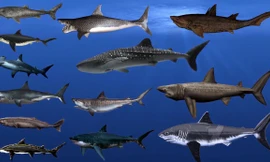  Điểm mặt 15 loài cá mập lớn nhất từng tồn tại trên thế giới