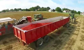 Máy phân loại cà chua xanh chính xác tới 98%