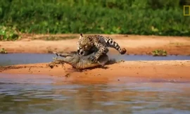 Chiến thuật săn mồi giúp báo đốm hạ gục cá sấu caiman