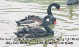 Nhân giống thiên nga bán cho nhà giàu, thu lợi 3 tỷ một năm