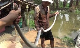 Bẫy rắn hổ vện dài 3 mét ở Sài Gòn