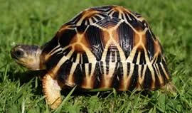 Loài rùa đẹp nhất thế giới có nguy cơ tuyệt chủng trong 20 năm tới
