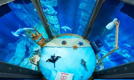 Ngủ giữa bể cá mập khổng lồ dưới lòng thủ đô Paris