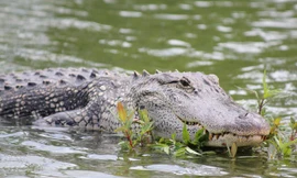 Một con cá sấu đầm lầy được cho là đã giết và ăn thịt người vừa bị bắt tại Ấn Độ.