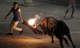 Thót tim xem bò tót sừng lửa đuổi người trên phố