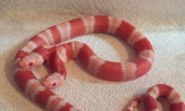 Tận thấy rắn bạch tạng hai đầu Medusa giá hơn 1 tỉ đồng