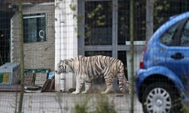 Dân hoảng loạn vì hổ trắng xổng chuồng, đi lang thang trên phố