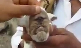 Chú dê mọc một con mắt ngay gần mõm và mũi.