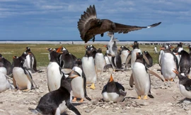 Những hình ảnh này được chụp tại đầm Volunteer ở đảo Falklands (ngoài khơi nước Anh) bởi nhiếp ảnh gia Derek Pettersson. 