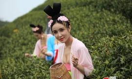 Mỹ nữ Trung Quốc diện y phục cung đình lên núi hái chè