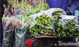 Hoa ly ngập chợ vẫn đắt như tôm tươi