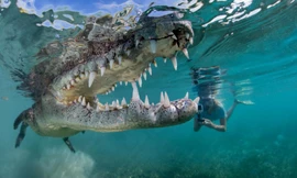 Cha con liều mạng bơi cùng cá sấu để... chụp ảnh