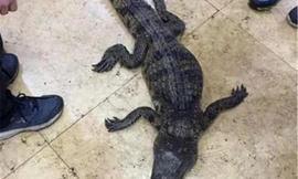 Bắt được cá sấu, 3 bé trai hớn hở vác đến đồn cảnh sát