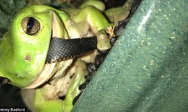 Khoảnh khắc ếch xanh nhai thịt rắn được gia đình bà Basford chụp lại. 