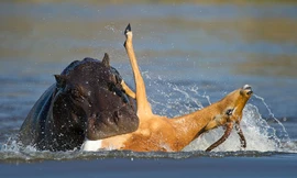 Linh dương thoát chết thần kì trước miệng hà mã