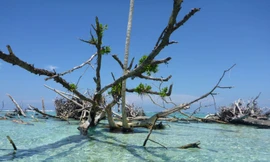 Hòn đảo Sogomou nay đã mất 50% diện tích vì nước biển dâng.