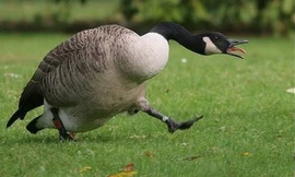 Lính Mỹ bất ngờ bị ngỗng doạ sợ mất mật