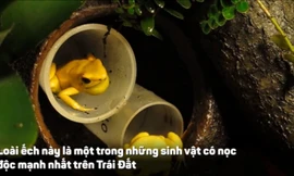 Sinh vật tí hon có nọc độc đủ đoạt mạng 20 người trưởng thành