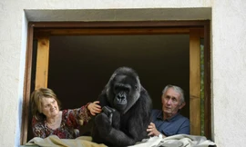 Vợ chồng già nuôi khỉ đột như con suốt 2 thập kỉ