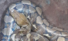 Người dân bắt được sinh vật giống trăn, có 9 'lỗ mũi' ở Đắk Lắk