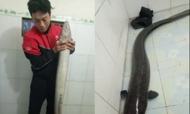 Bắt được cá lệch 'khủng' nặng gần 10kg trong sáng ngày đầu năm