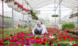 Từ lâu, huyện Văn Giang (tỉnh Hưng Yên) đã trở thành một trong nhưng vựa cây, hoa cảnh lớn ở khu vực phía Bắc. Do đó, đây cũng được coi là một trong những nơi có thể cảm nhận không khí Tết Nguyên đán sớm một cách rõ rệt nhất. 