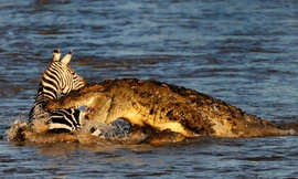 Đàn ngựa vằn chết thảm giữa sông đầy cá sấu đói mồi