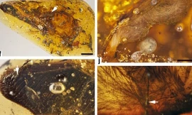 Tìm thấy cánh khủng long trong hổ phách triệu năm