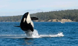 Cá voi "Granny" trong bức ảnh chụp năm 2010.