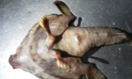 Cận cảnh mặt dưới của cơ thể sinh vật kì dị nửa cá nửa thú.