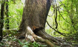 Cây gõ 'bác Đồng' hơn 800 tuổi trong rừng Nam Cát Tiên