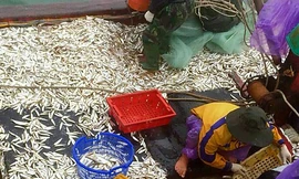 Ngư dân Quảng Trị trúng đậm 'lộc biển' những ngày đầu năm mới.