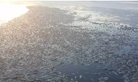 Trung Quốc: Hãi hùng cảnh cá chết trắng sông nghi vì ô nhiễm