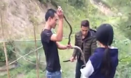 Nhóm thanh niên bỏ con rắn vừa bắt được vào bao. Ảnh cắt từ video.