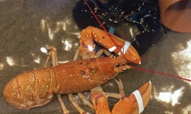 Ngư dân cứu sống tôm hùm cực hiếm, 30 triệu con mới có một