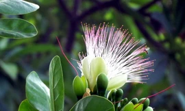 Hoa bàng vuông nở giữa Nha Trang