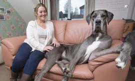 Chú chó lớn nhất thế giới, cao... hơn 2,2m