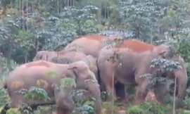 Đàn voi sáu con từng xuất hiện tại huyện Thanh Chương năm 2016 được cơ quan chức năng ghi hình.