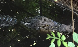 Albert bơi lội tung tăng trong vườn nhà bà Helen.