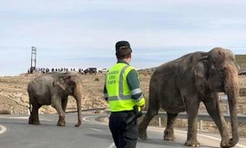 Lật xe gánh xiếc, voi xổng chuồng chạy khắp đường