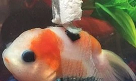 Cá vàng mắc bệnh hiếm, buộc phải dùng... ‘xe lăn’