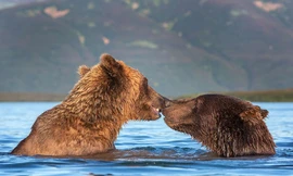 Đôi ‘tình nhân’ gấu ôm hôn giữa khung cảnh đẹp như phim