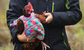 Cô gái 25 tuổi cần mẫn đan áo len cho… gà