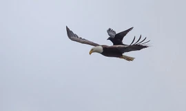 Quạ đen liều mạng 'nghỉ chân' trên lưng đại bàng đang bay