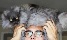 Giới trẻ thế giới rộ mốt ‘selfie’ đội mèo lên đầu